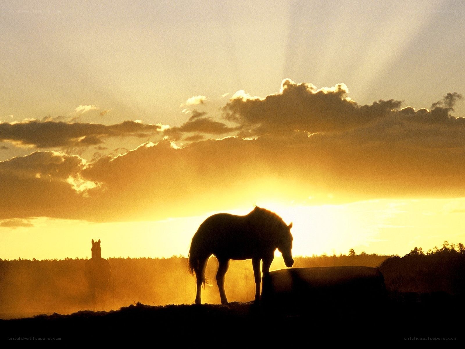 Horses at sunset silhouette