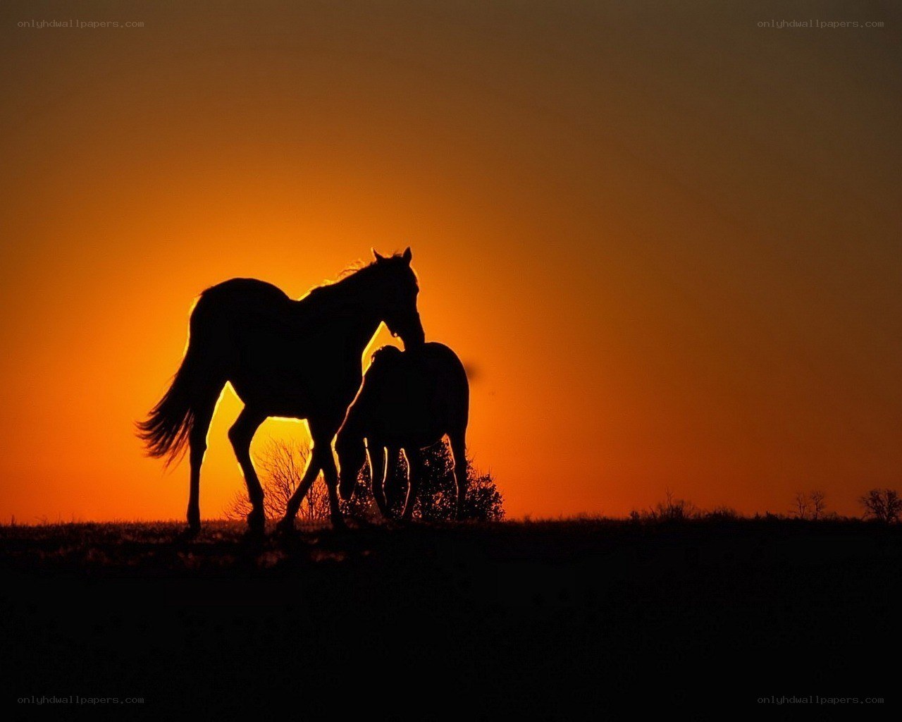 Horses at sunset silhouette