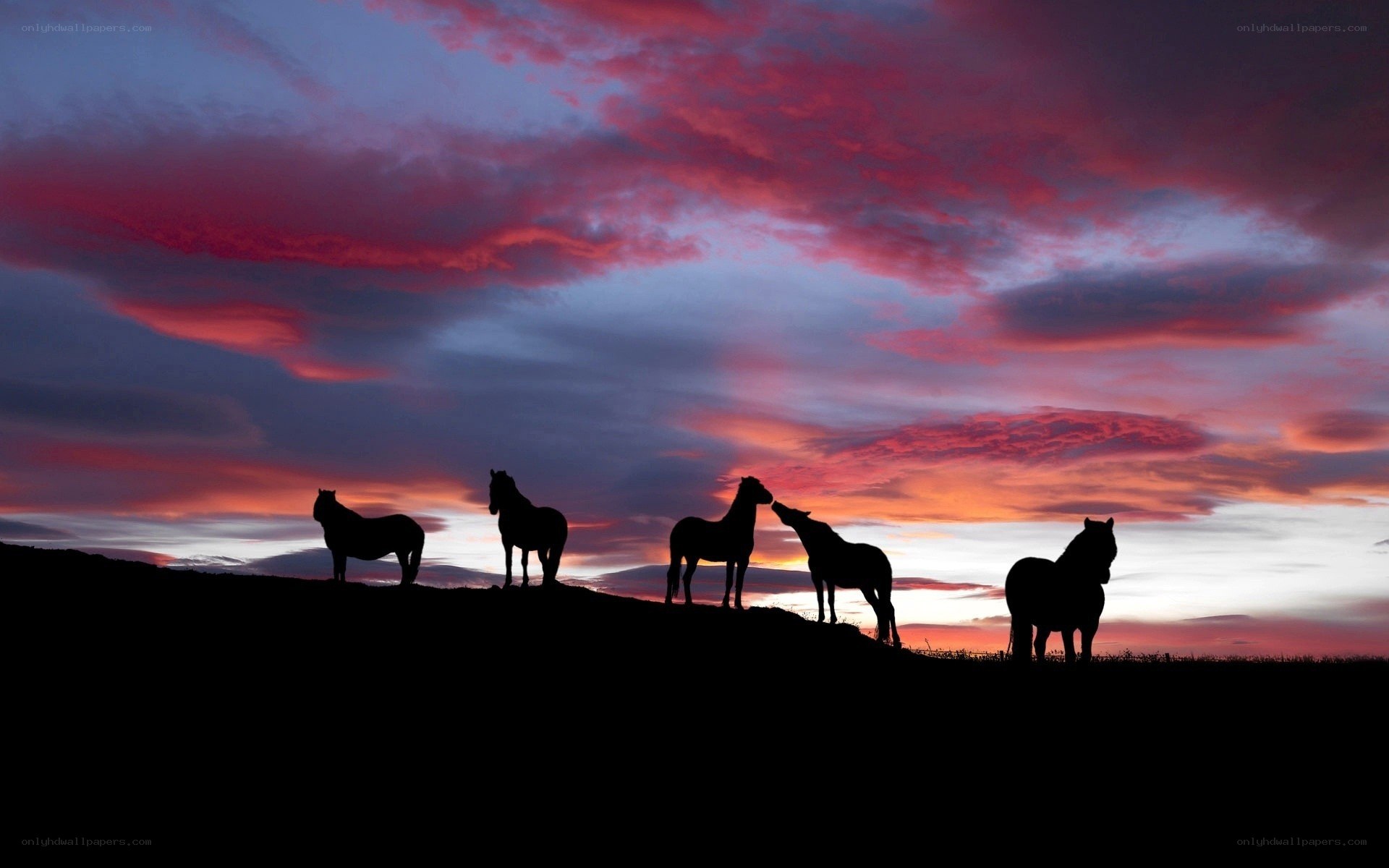 Horses at sunset silhouette