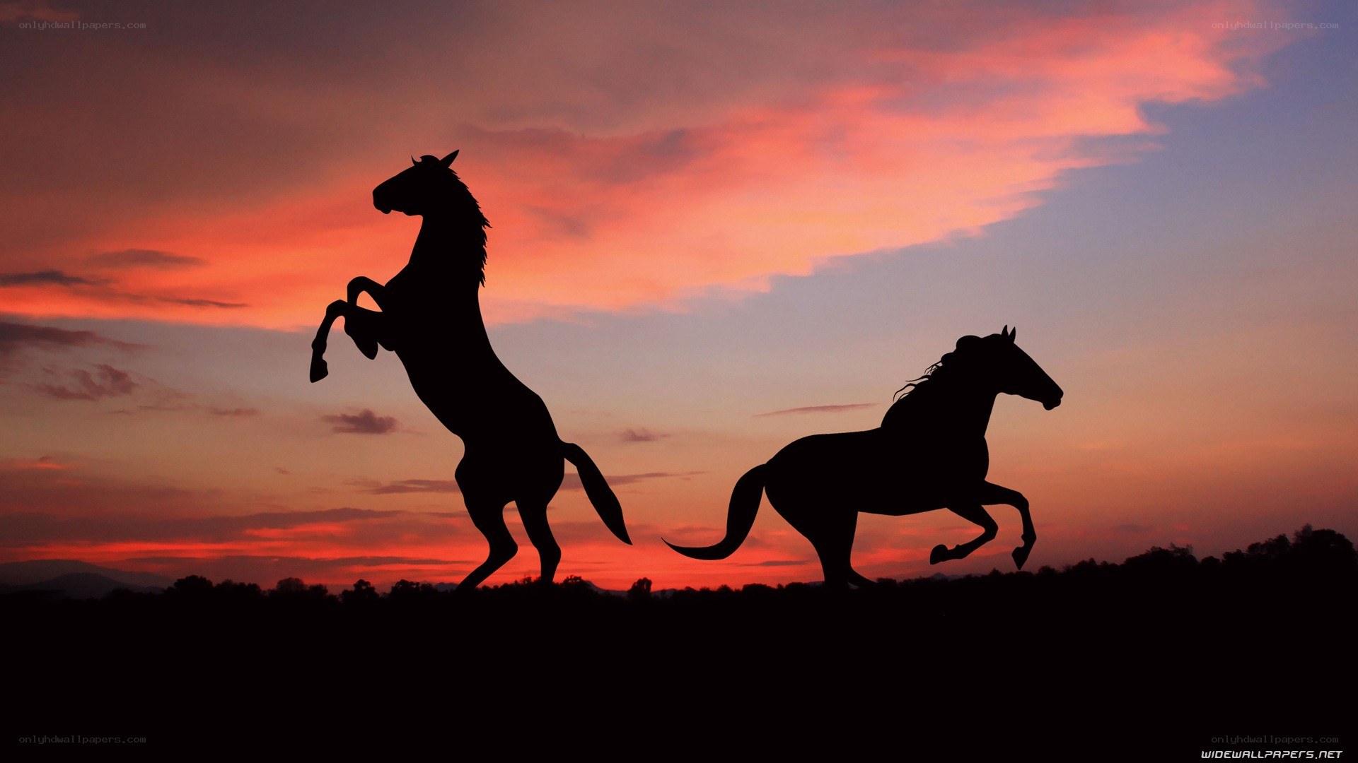 horses at sunset silhouette