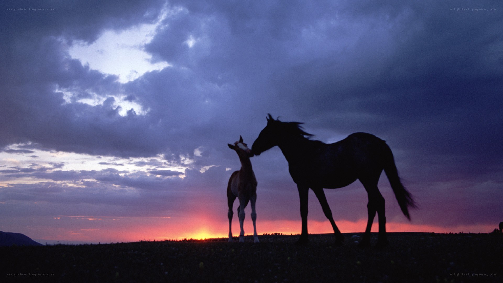 Horses at sunset silhouette