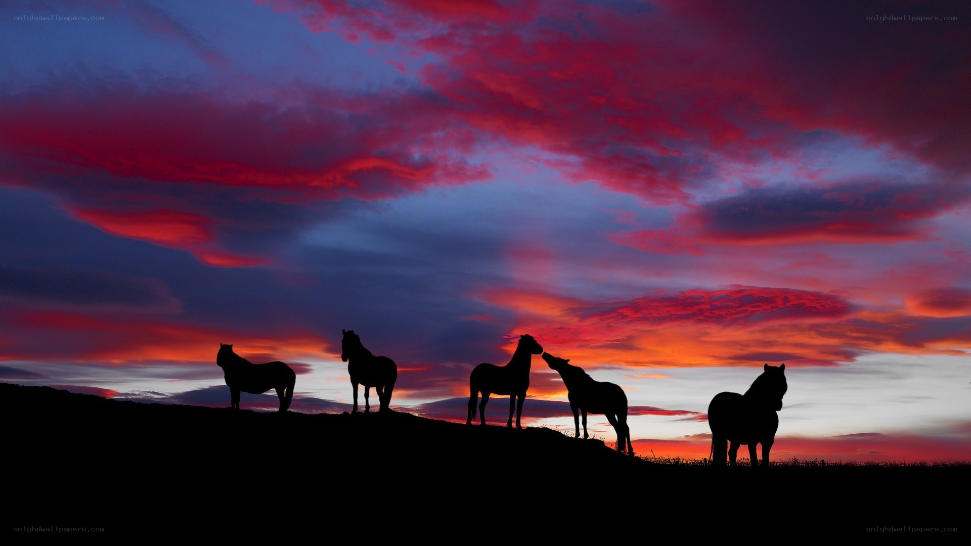 Horses at sunset silhouette