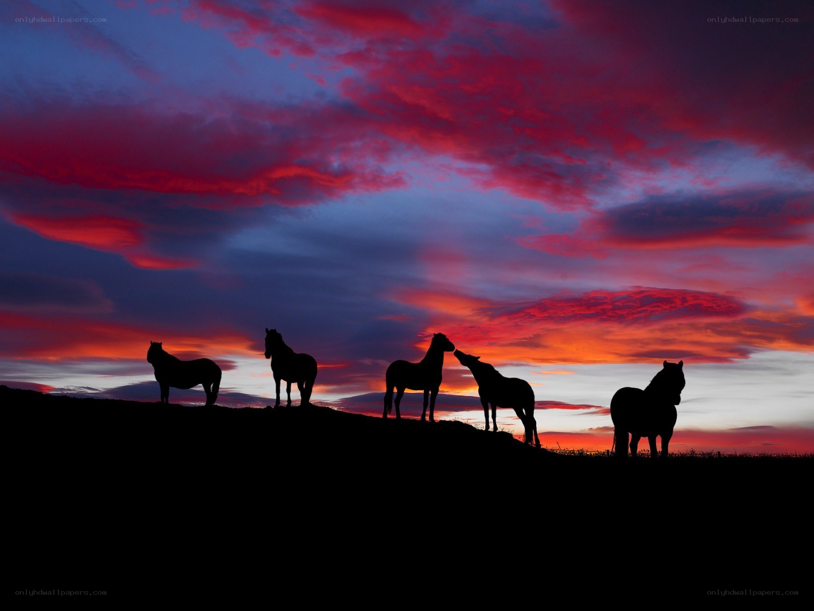 Horses at sunset silhouette