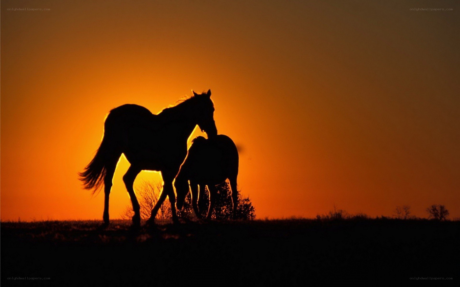 Horses at sunset silhouette