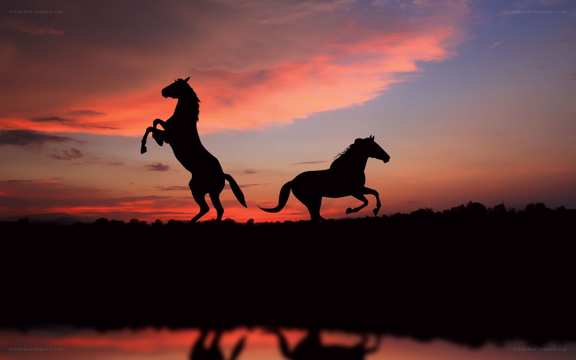 Horses at sunset silhouette