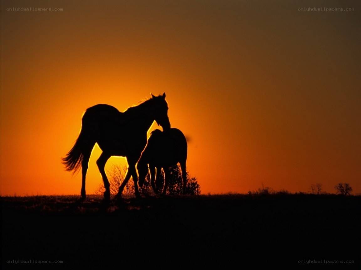 Horses at sunset silhouette