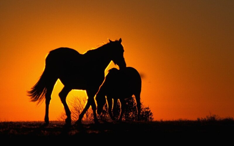 Horses at sunset silhouette