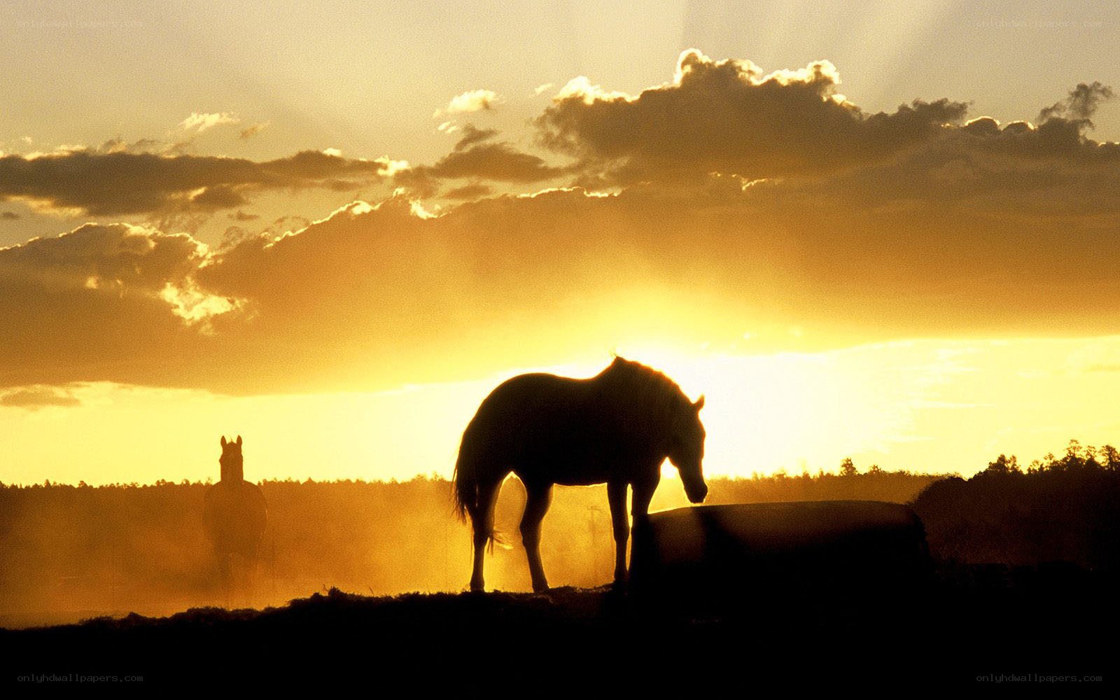 Horses at sunset silhouette