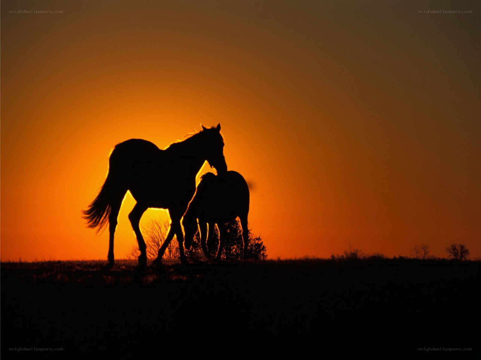horses at sunset silhouette