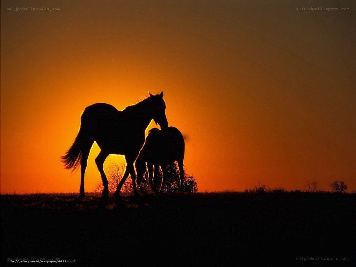 Horses at sunset silhouette