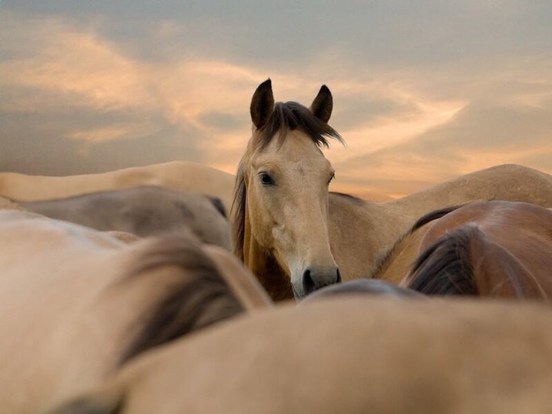 Horses at sunset
