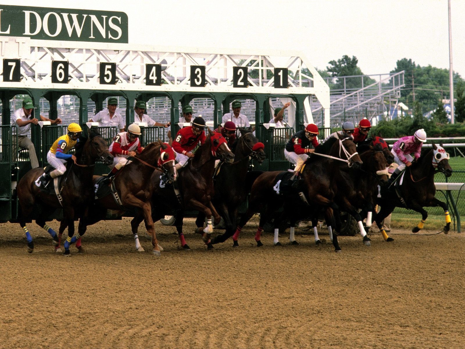 Horses at the starting gate