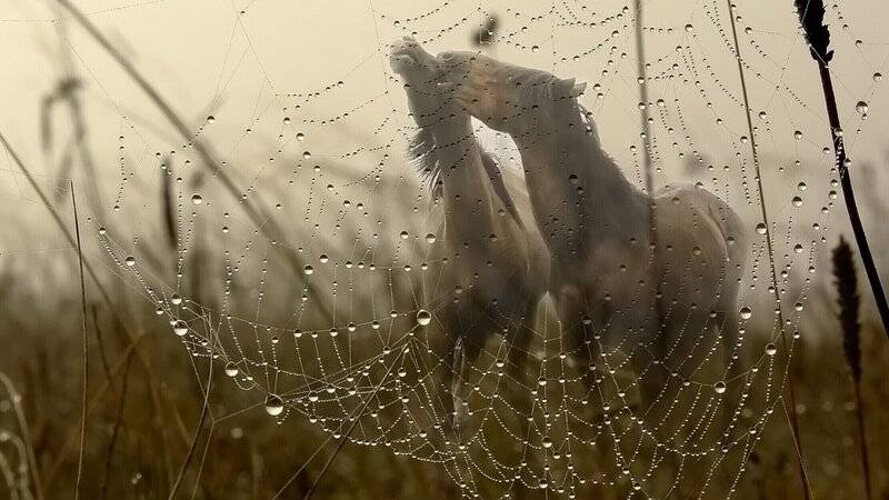 Horses behind a dew-covered web