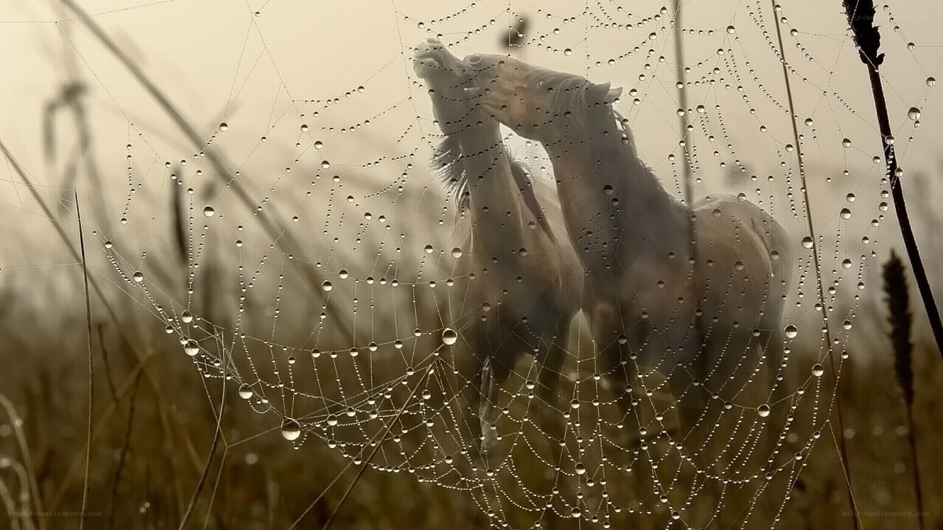 Horses behind a dew-covered web