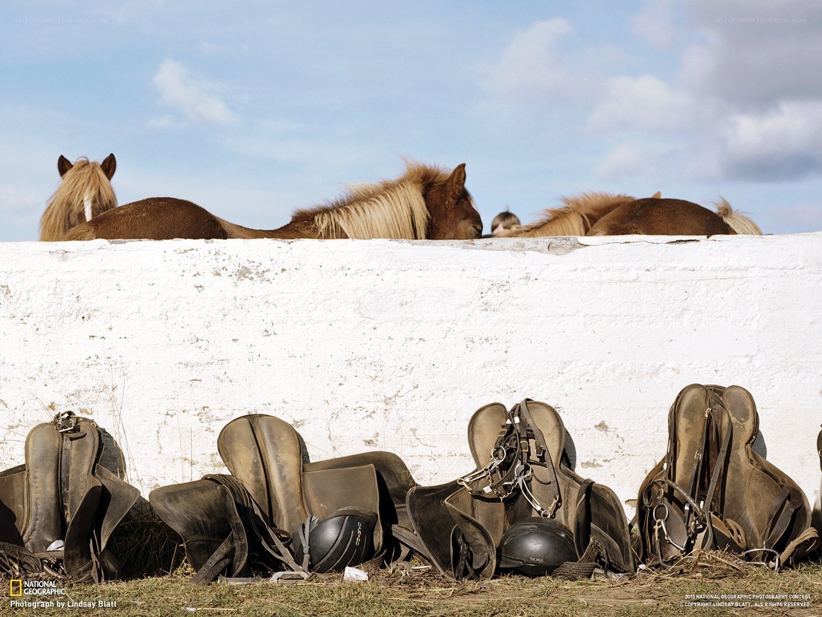 Horses behind a white wall