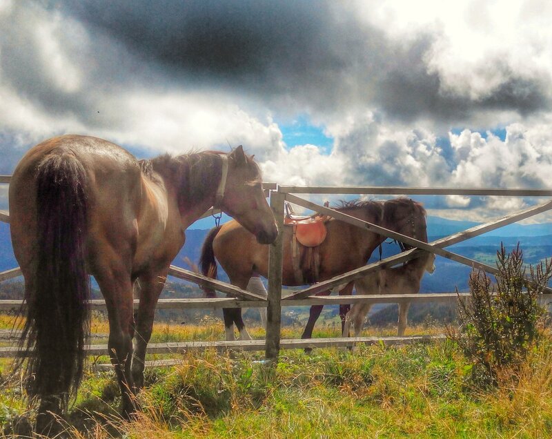 Horses Behind Fence