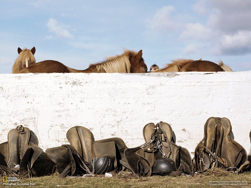 Horses Behind Wall