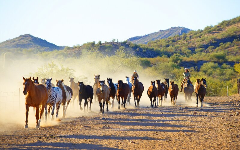 Horses Being Herded — Brown