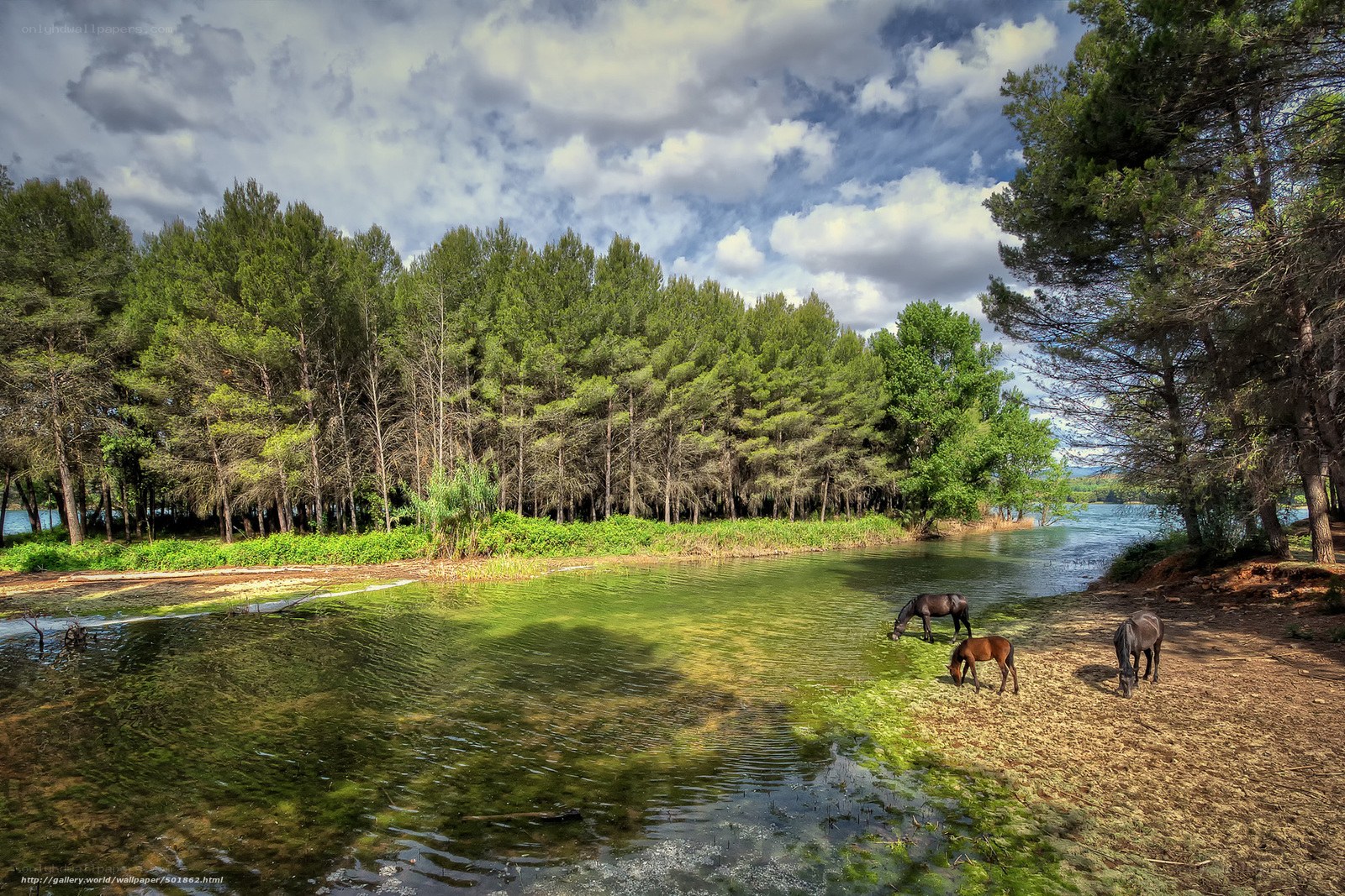 Horses by a forest lake