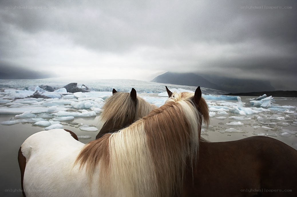 Horses by a glacier