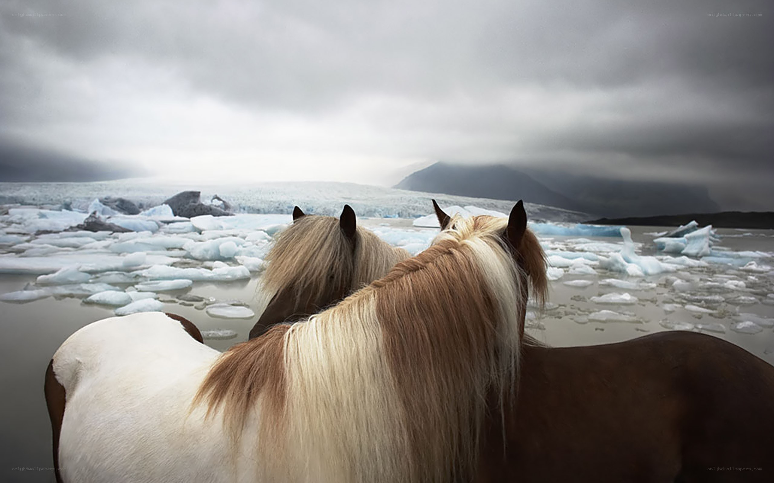 Horses by a glacier