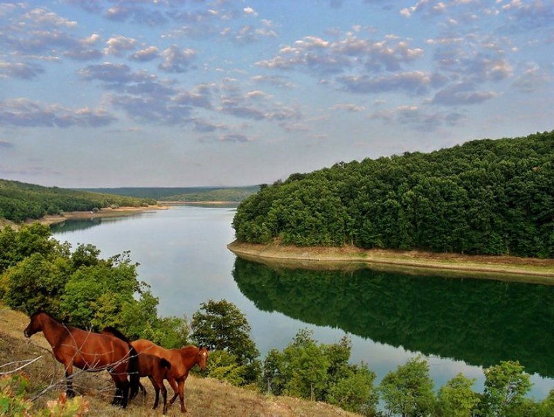 Horses by a Lake