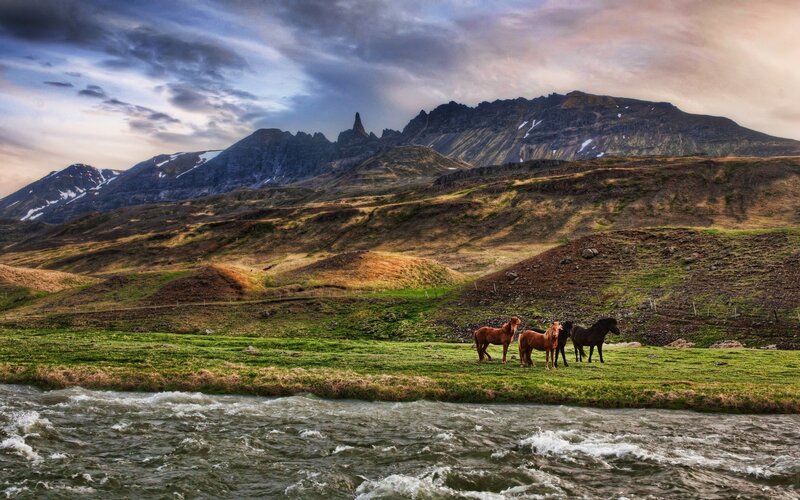 Horses by a river in Iceland
