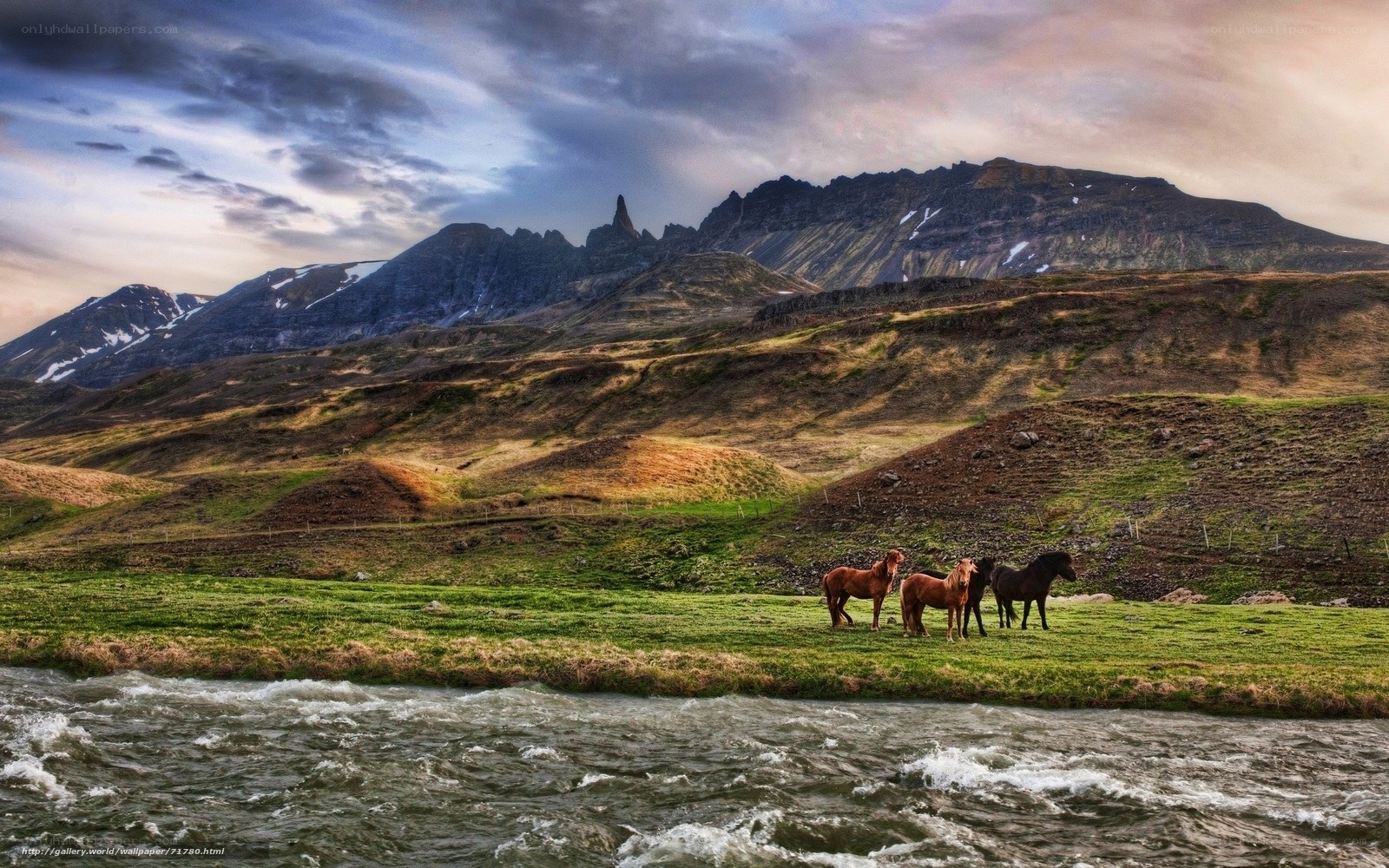 Horses by a river in Iceland