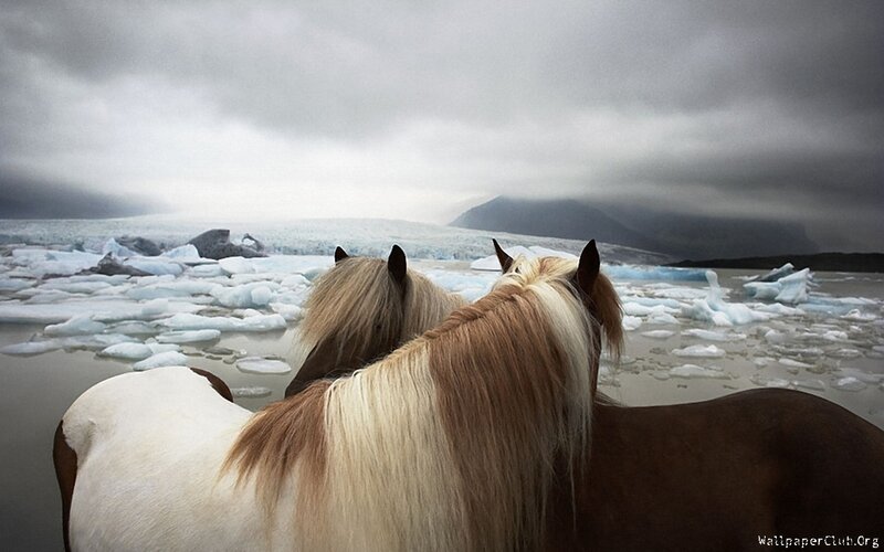horses by glacial lagoon