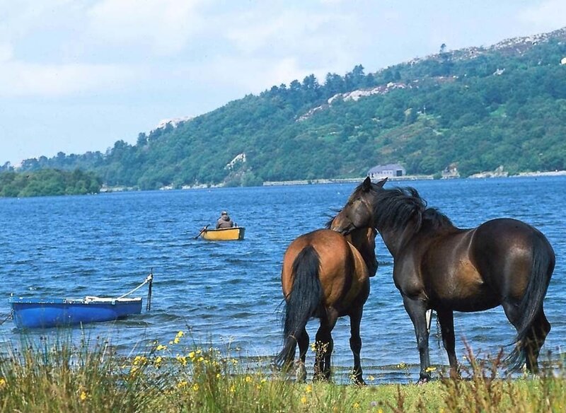 Horses by the lake