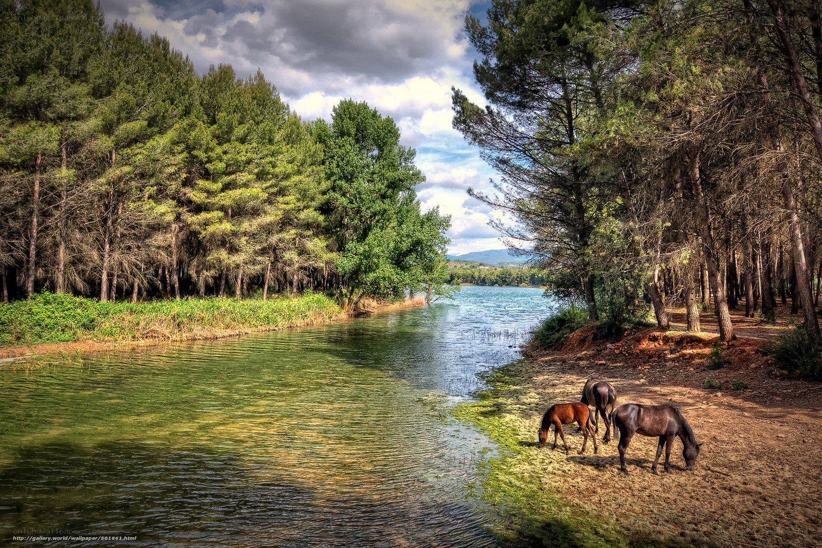 Horses by the riverbank