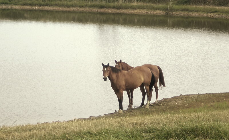 Horses by the water's edge