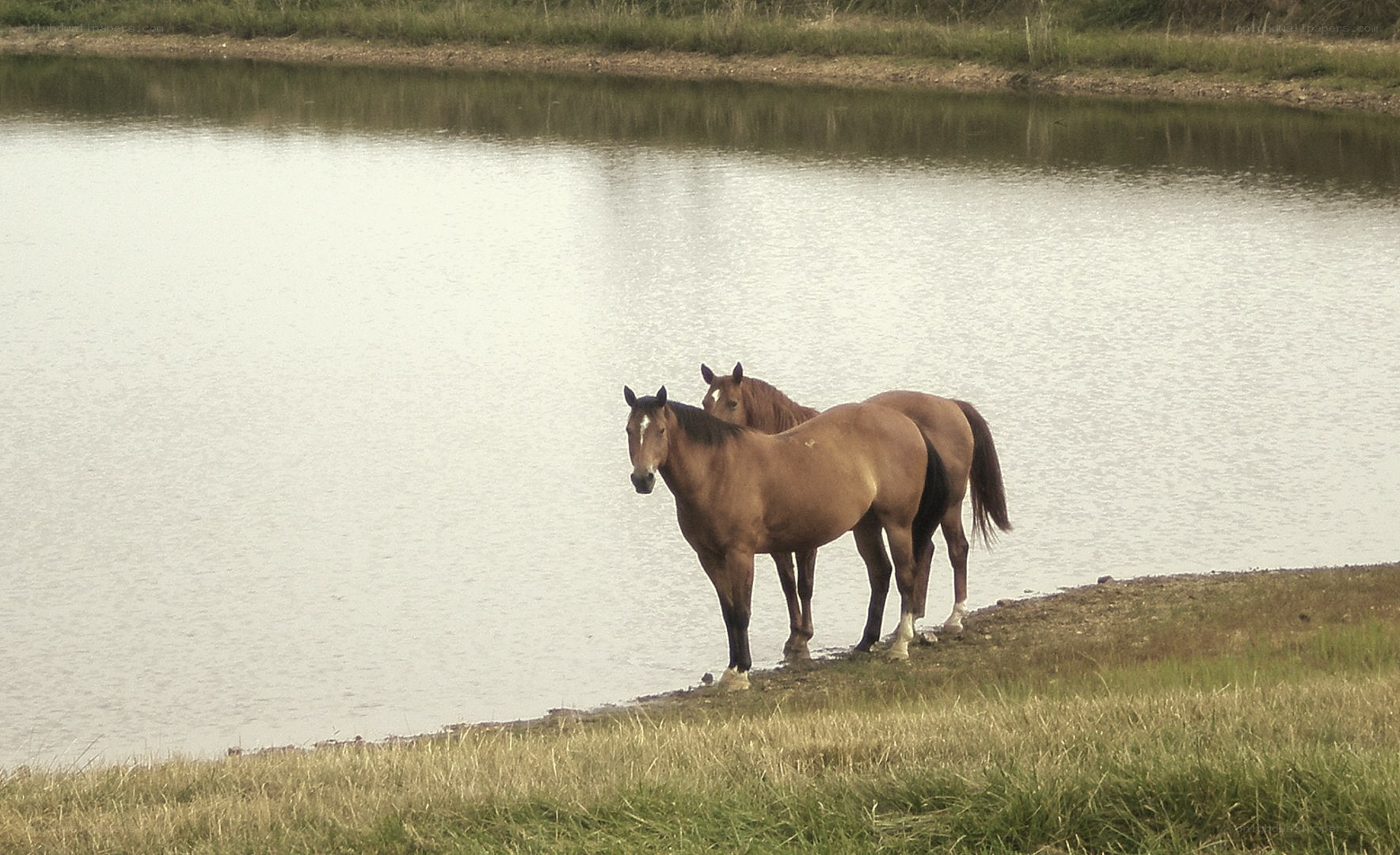 Horses by the water's edge
