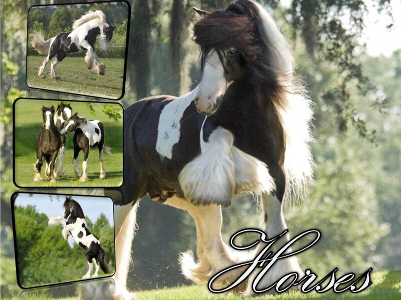 Horses collage with images