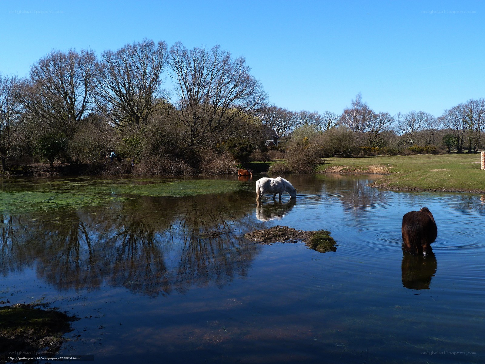 Horses drinking at a pond