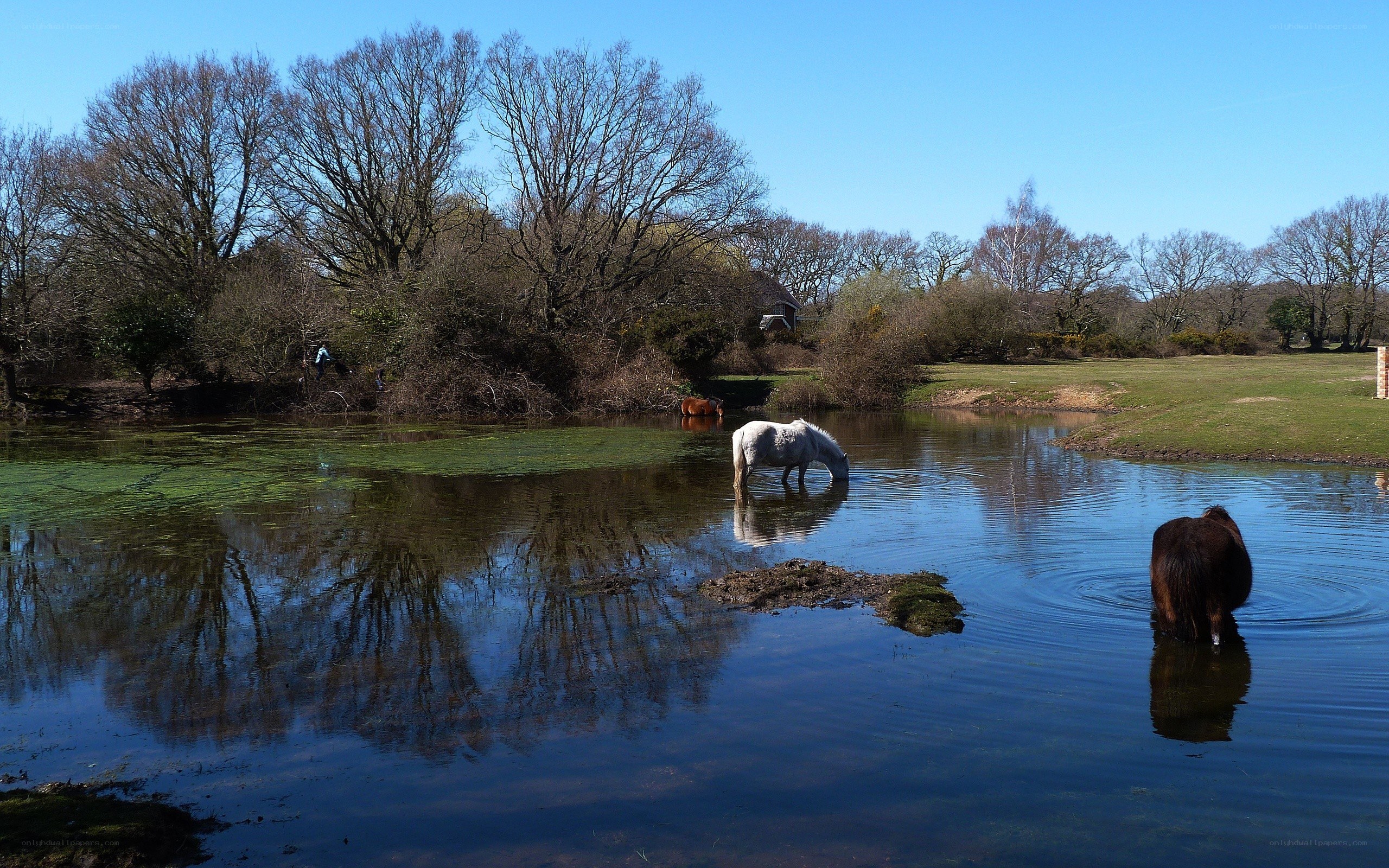 Horses drinking at a pond