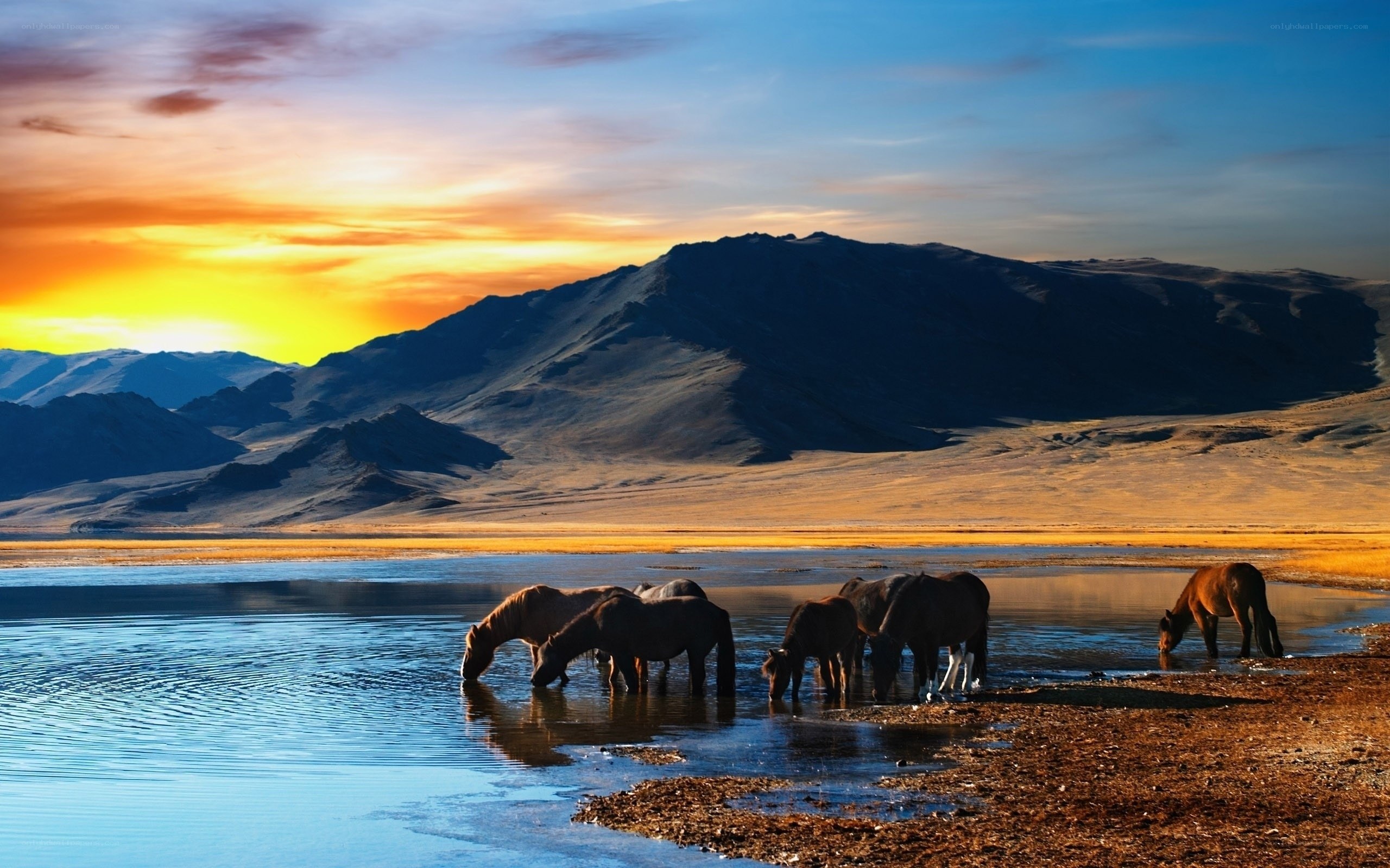 Horses drinking at sunset