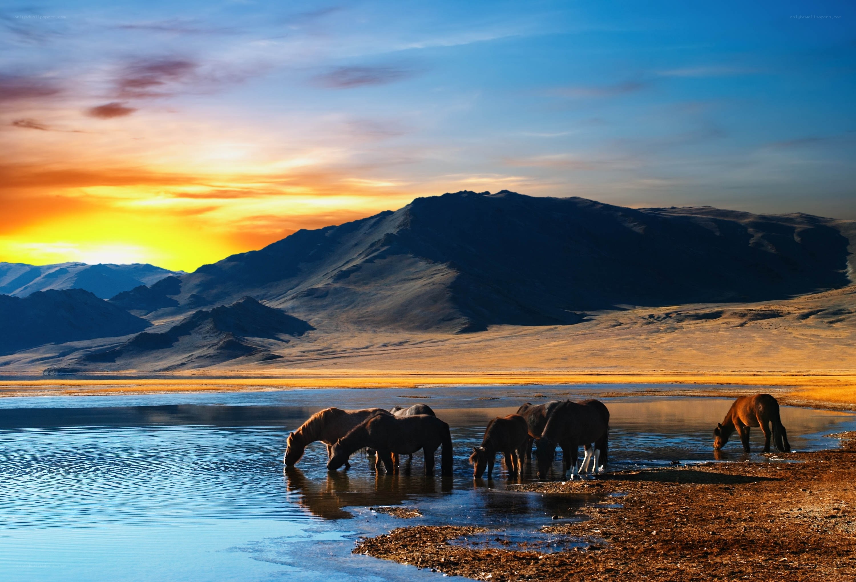 Horses drinking at sunset