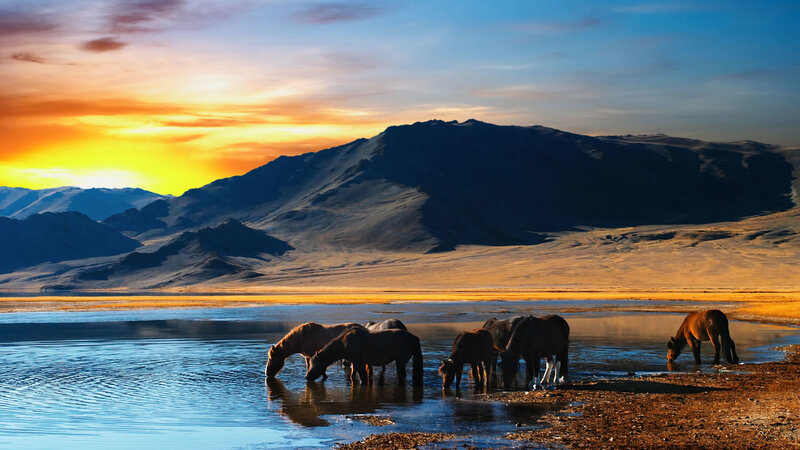 Horses drinking at sunset