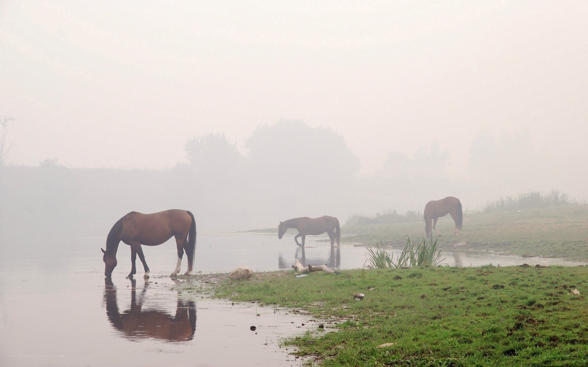 Horses drinking in fog