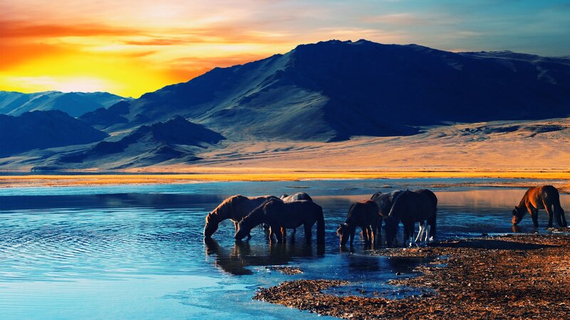 Horses Drinking Water — Blue, Serene, Sunset, Photograph