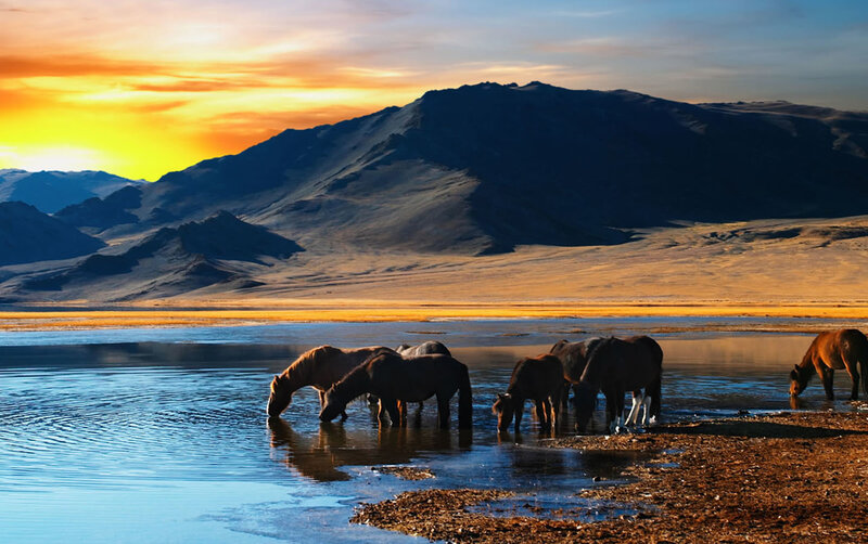 Horses Drinking Water — Blue, Serene, Sunset