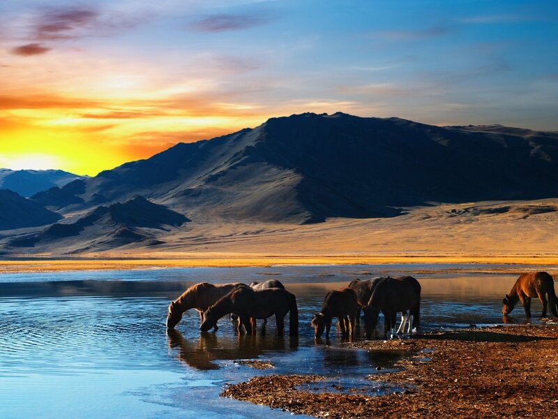 Horses Drinking Water — Blue, Serene