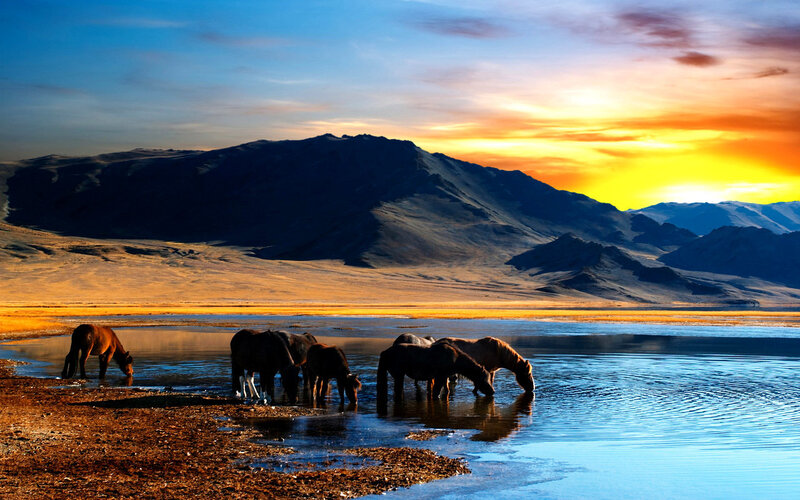 Horses Drinking Water — Blue