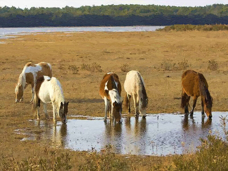 Horses Drinking Water — Brown, Serene, Afternoon