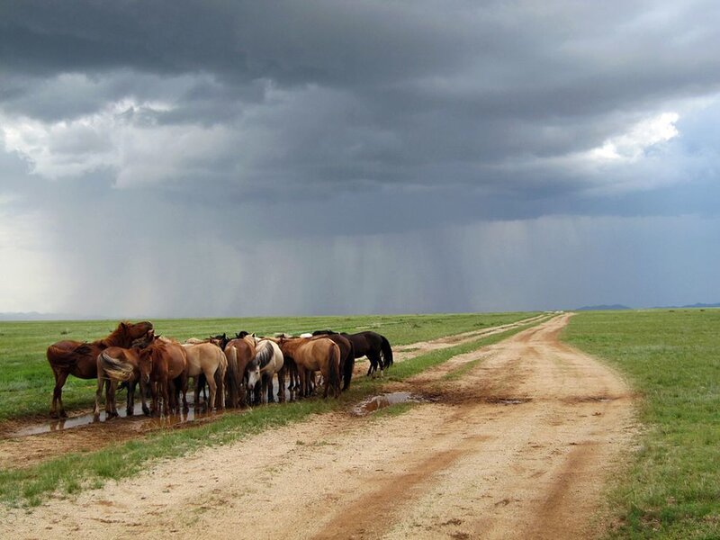Horses Drinking Water — Green, Dramatic, Afternoon