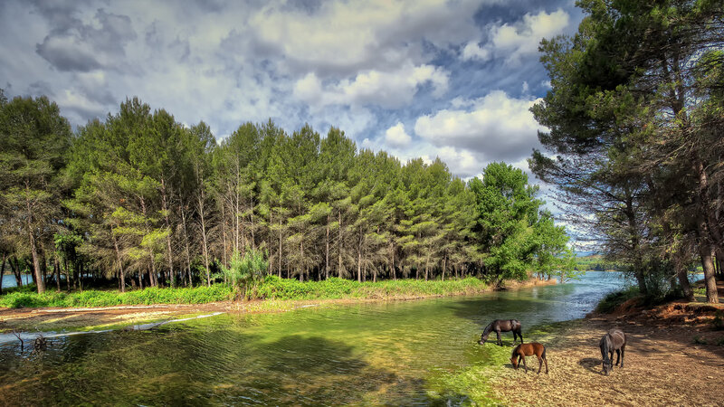 Horses Drinking Water — Green, Serene, Afternoon