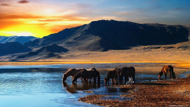 Horses Drinking Water — Sunset