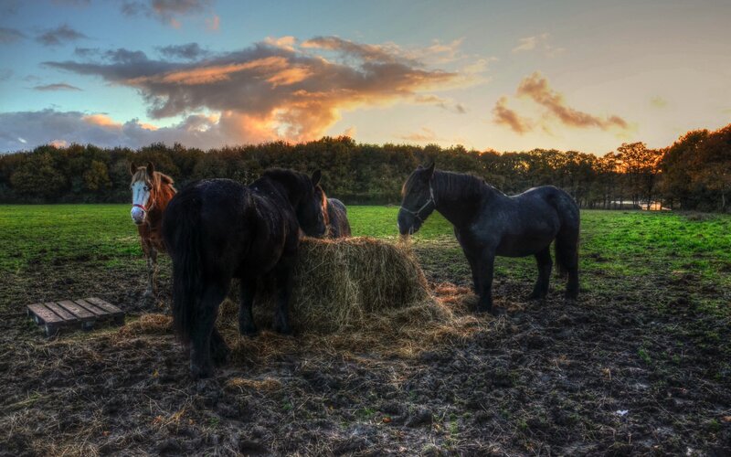 Horses Eating Hay — Green