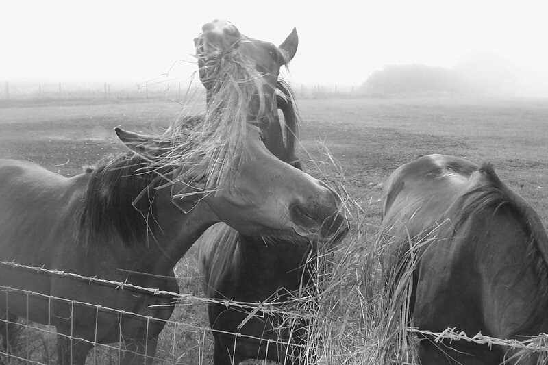 Horses Eating Hay